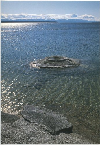 Fishing Cone - 1298